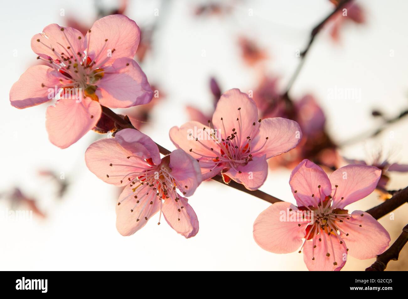 Branche de l'arbre d'abricot avec des fleurs roses au printemps. Contre ciel blanc Banque D'Images