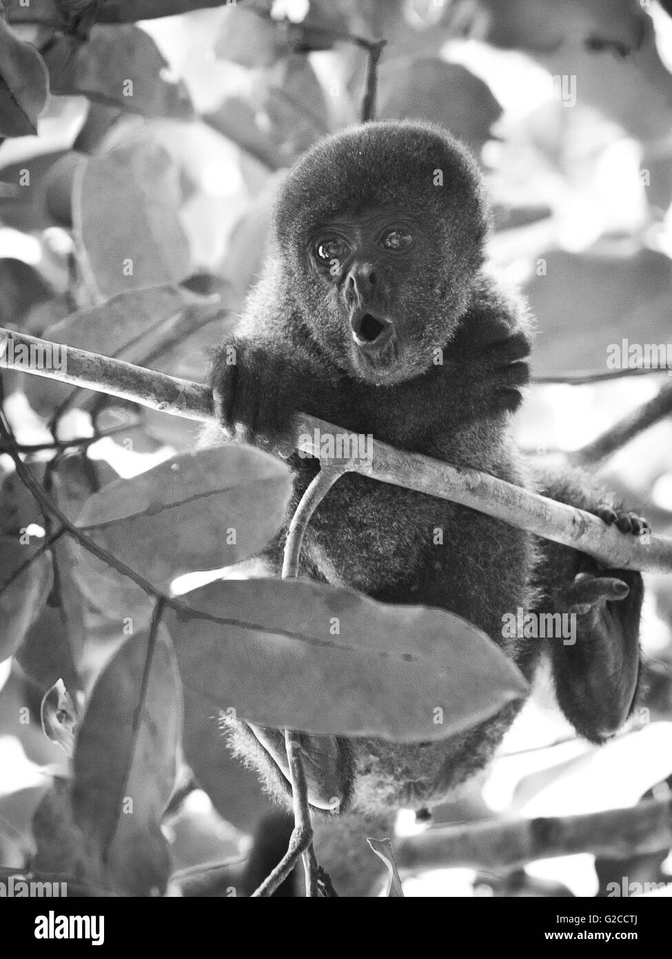 Filiale singe dans la forêt amazonienne Banque D'Images