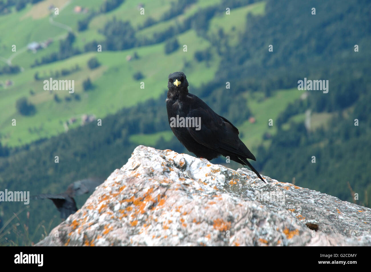 Alpine Noir Oiseau Avec Un Bec Jaune Debout Sur Rock Banque