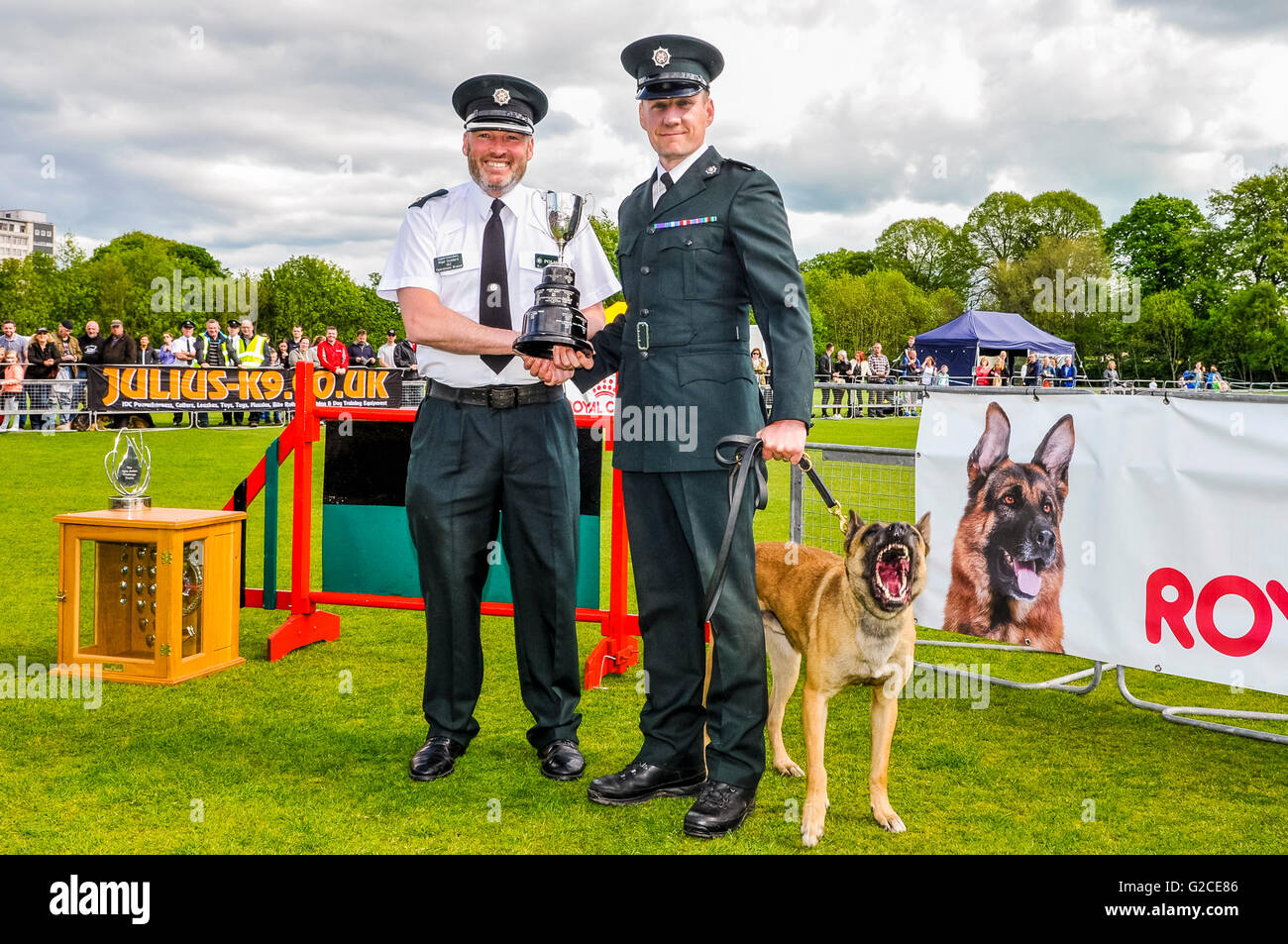 BELFAST, IRLANDE DU NORD. 22 MAI 2016 - Finn de la PD, PSNI avec son agent gestionnaire de Bradley, qui a obtenu la 2ème place de la 56e UK National Police Dog essais qui a eu lieu ce week-end à Belfast. Banque D'Images