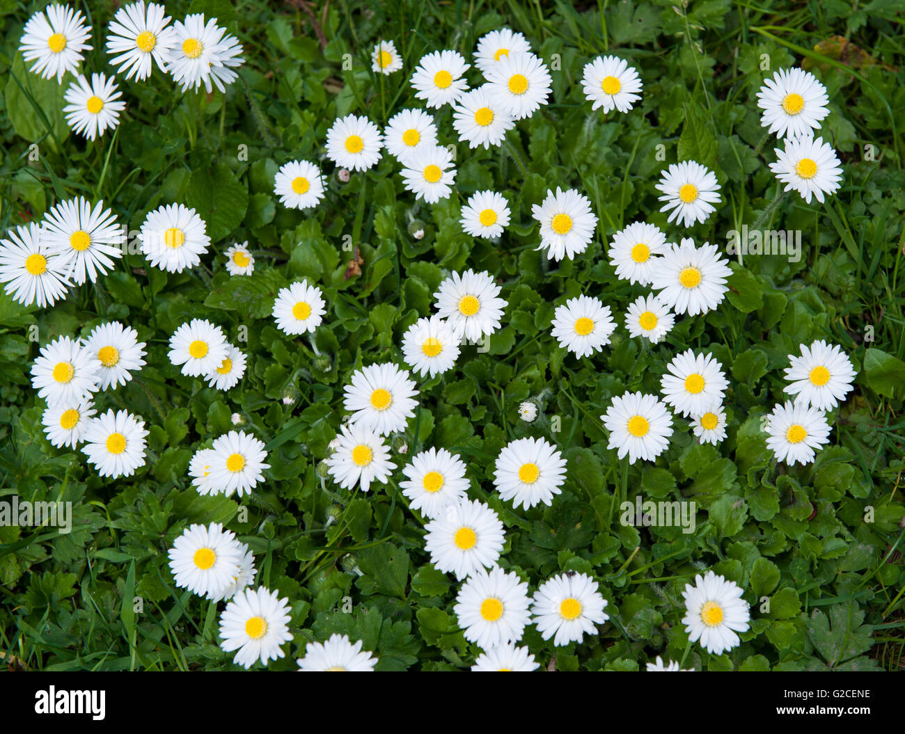 Fond naturel commun avec pelouse, Daisy Daisy Banque D'Images