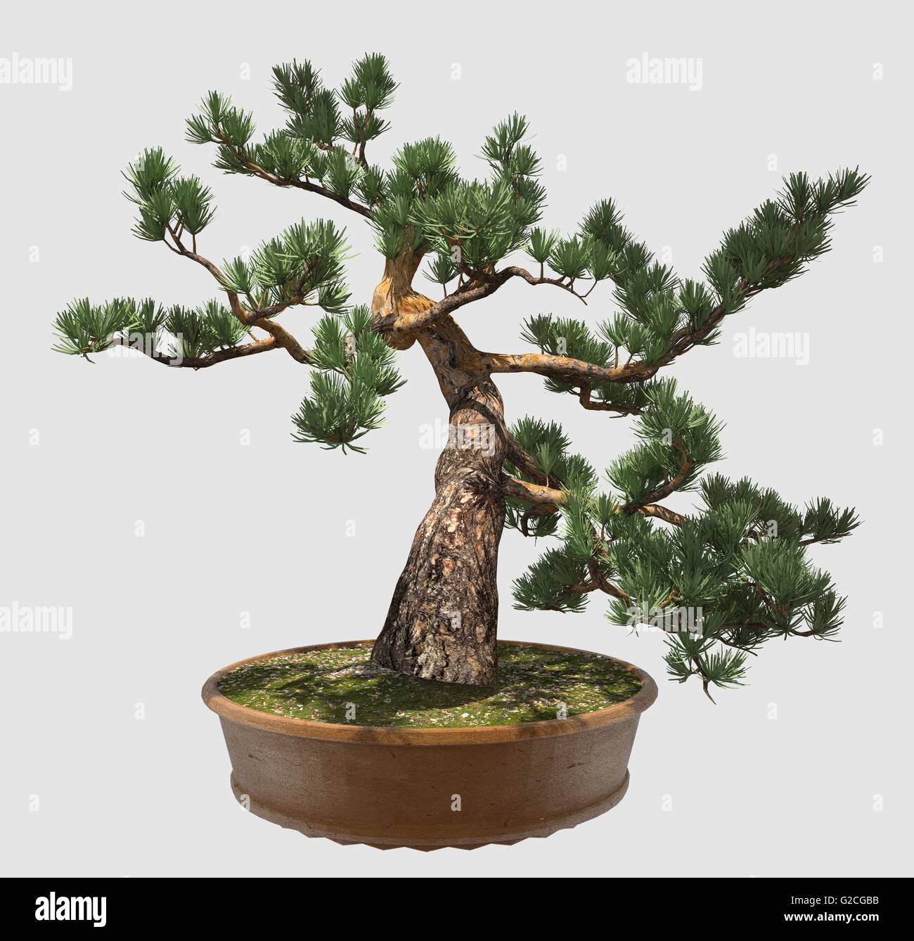 Illustration de Bonsai Isolated On White Banque D'Images