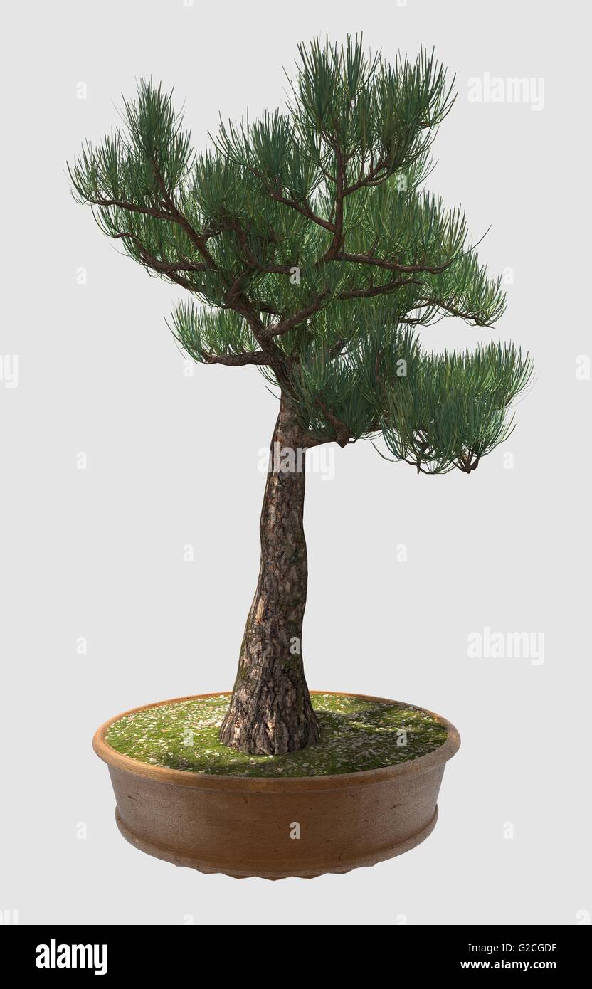 Illustration de Bonsai Isolated On White Banque D'Images