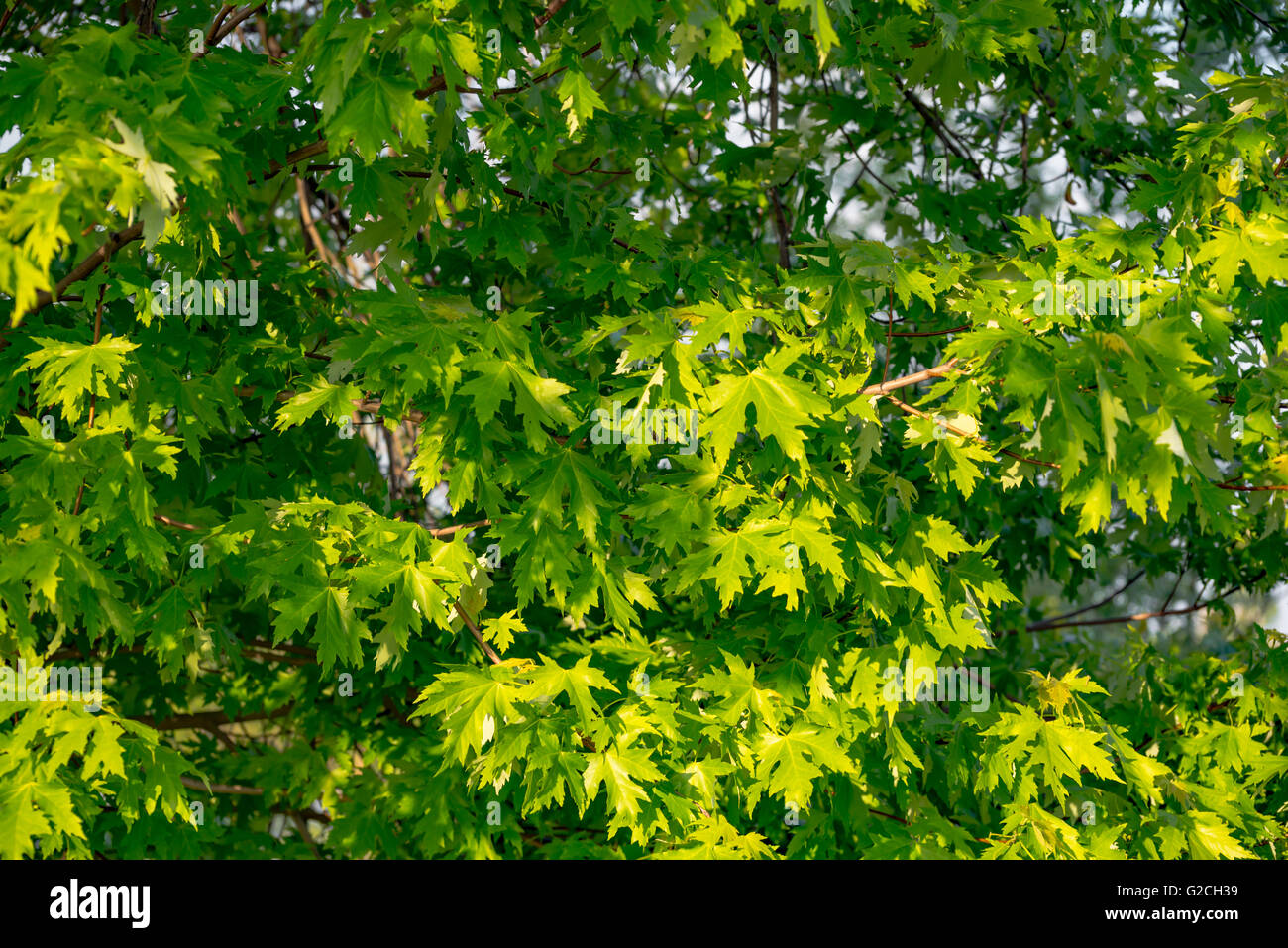 Les arbres de la forêt verte d'artifices en Allemagne lors d'une journée ensoleillée Banque D'Images