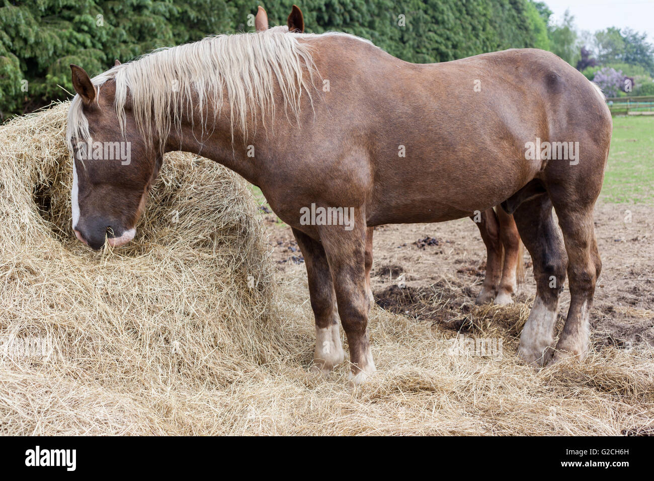 Les chevaux mangent du foin. Banque D'Images