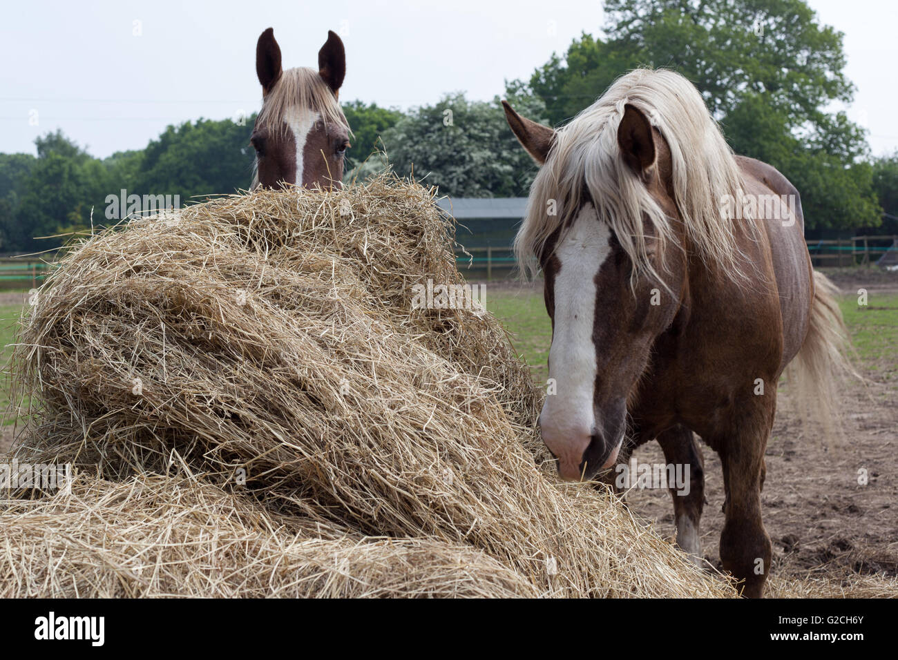 Les chevaux mangent du foin. Banque D'Images