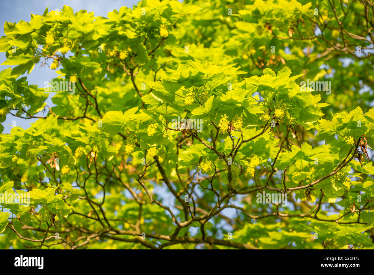 Fonds vert les arbres forestiers Banque D'Images