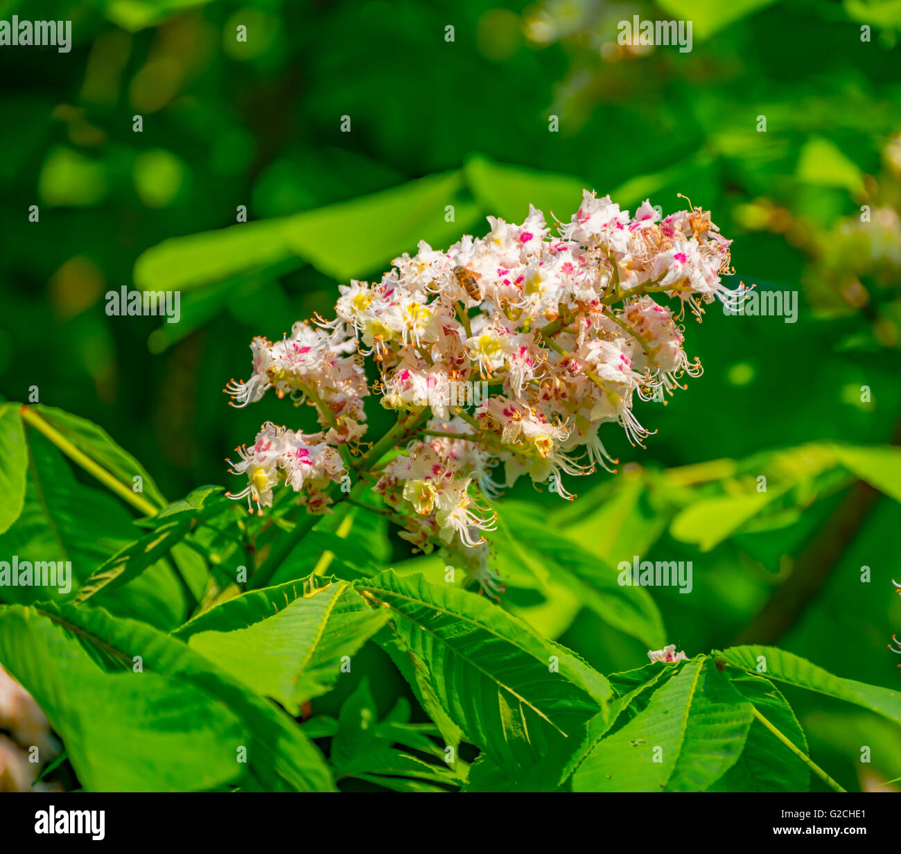 Arbre en fleurs sur fond nature Banque D'Images