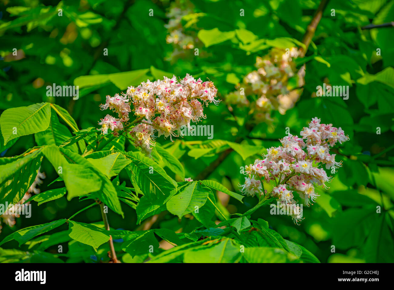 Arbre en fleurs sur fond nature Banque D'Images