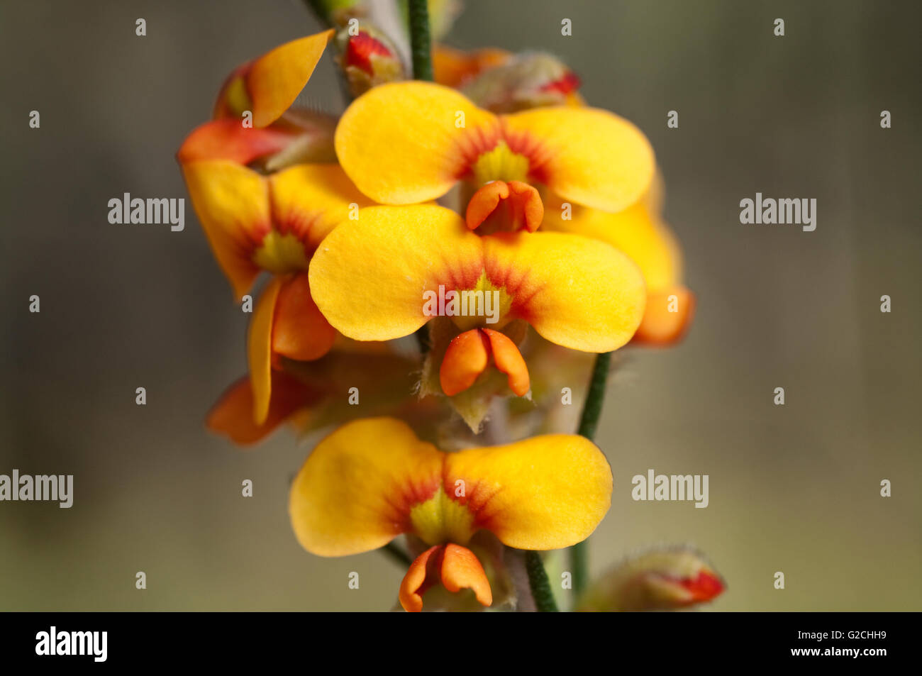 Les petites plantes arbustives, ce spécimen photographié dans la région des Grampians. Banque D'Images