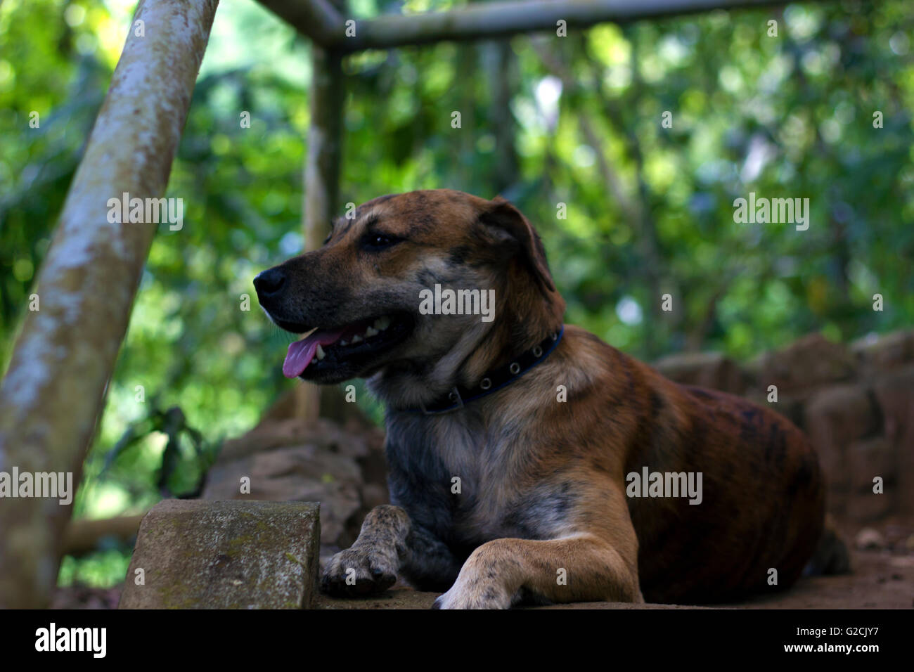 Chien assis brun foncé tirant la langue Banque D'Images