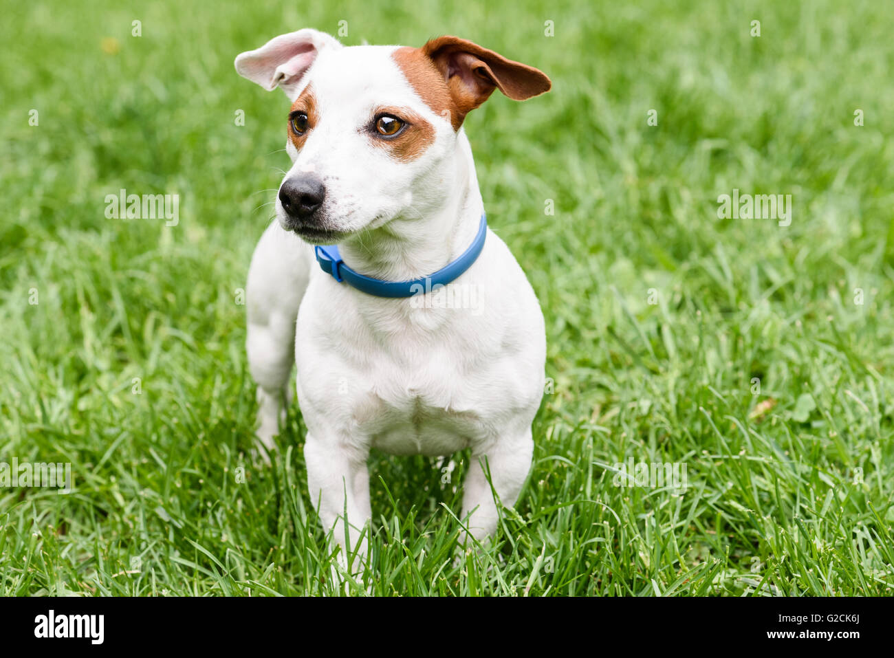 Anti bleu de coutil et de puce sur Collier mignon chien Banque D'Images
