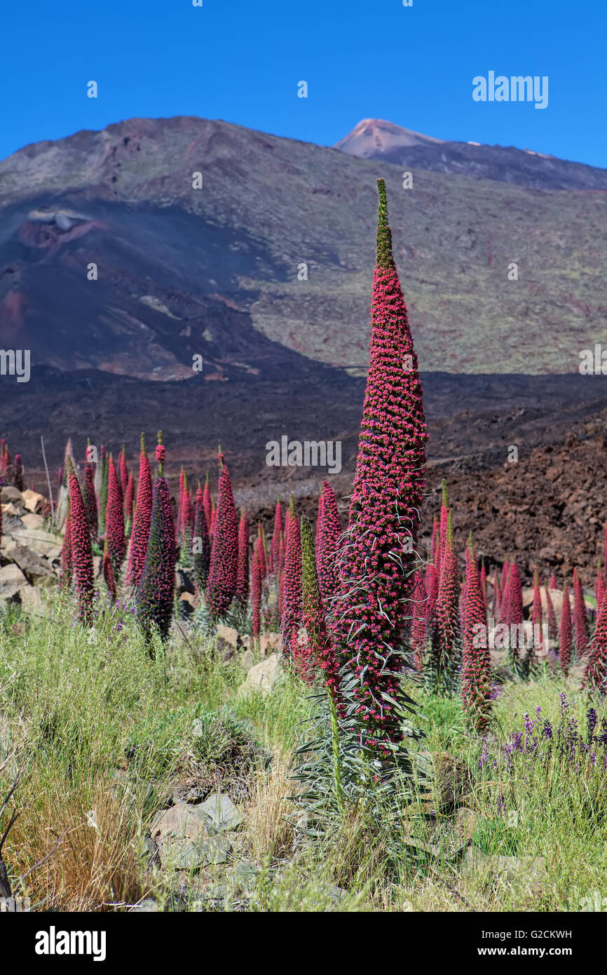 Paysage Teide avec fleur Echium wildpretii Vipérine commune (rouge) Banque D'Images