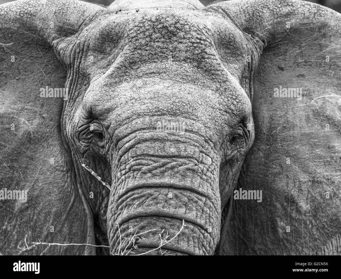 L'éléphant d'close up et personnels en monochrome Banque D'Images