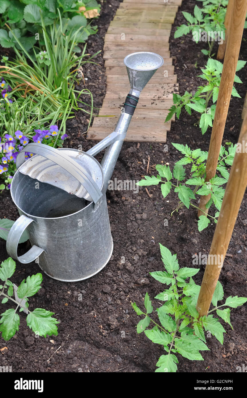 Les plantes de tomates dans un potager à l'arrosoir Banque D'Images