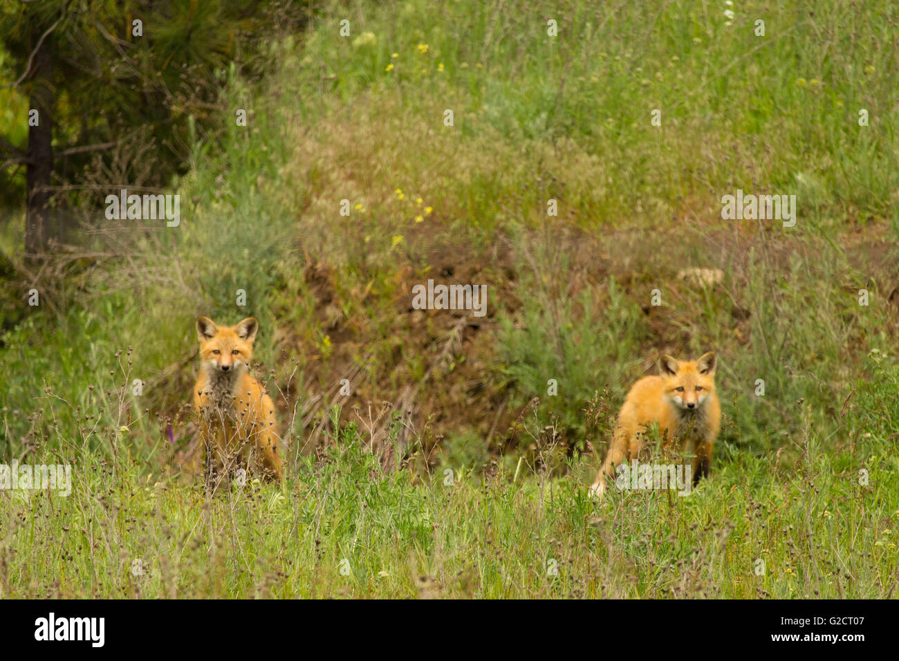 Deux renards rouge à l'extérieur de leur tanière entouré d'herbe verte. Banque D'Images