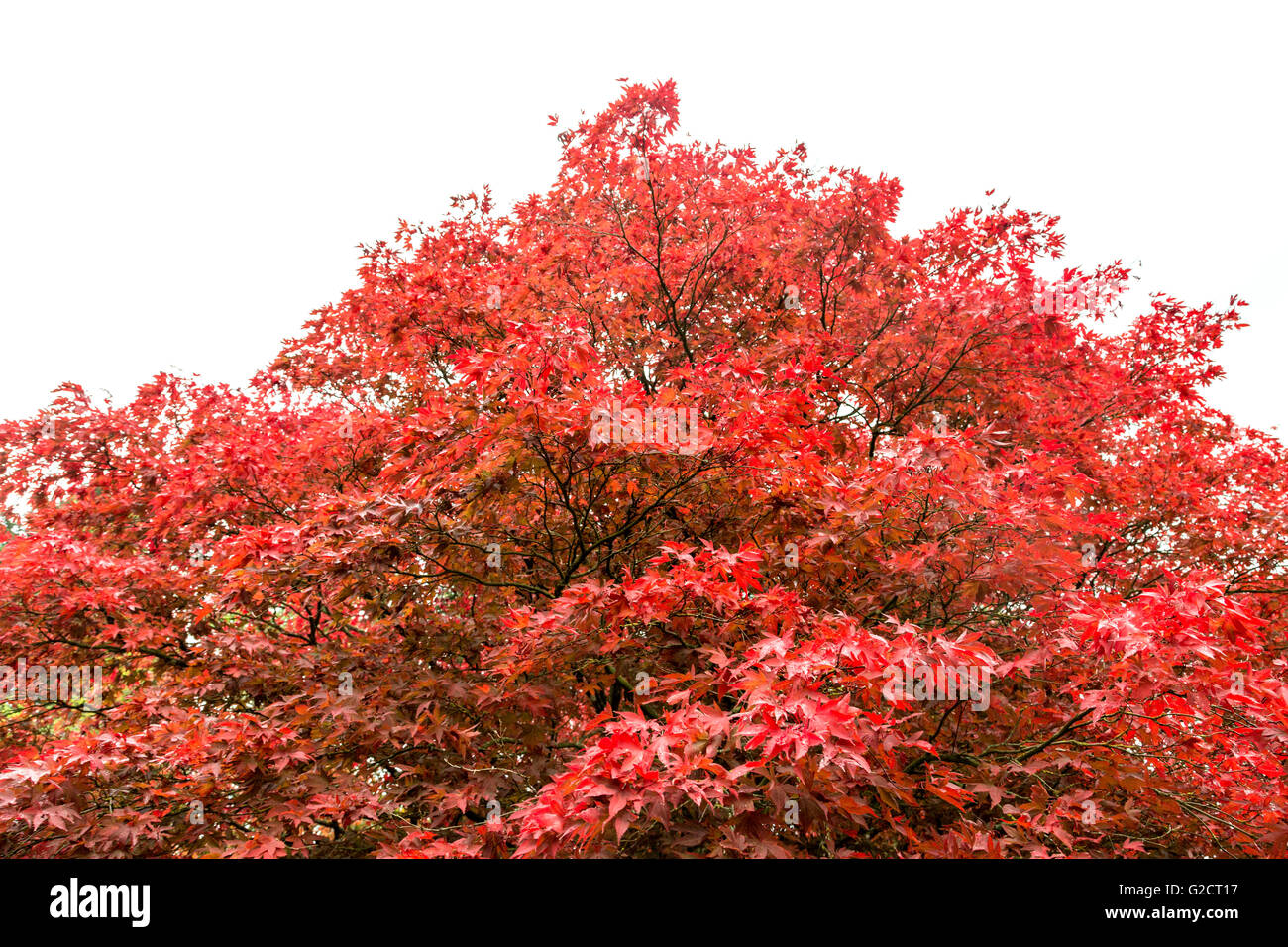 Acer rouge arbre, Westonbirt Arboretum, Gloucestershire, Royaume-Uni, Enhgland Banque D'Images