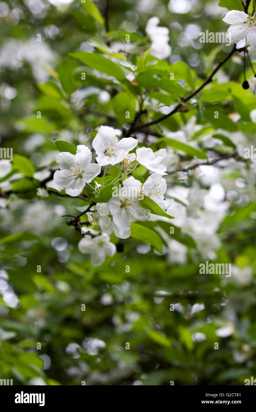 Malus hupehensis. Crab Apple Blossom dans un verger. Banque D'Images