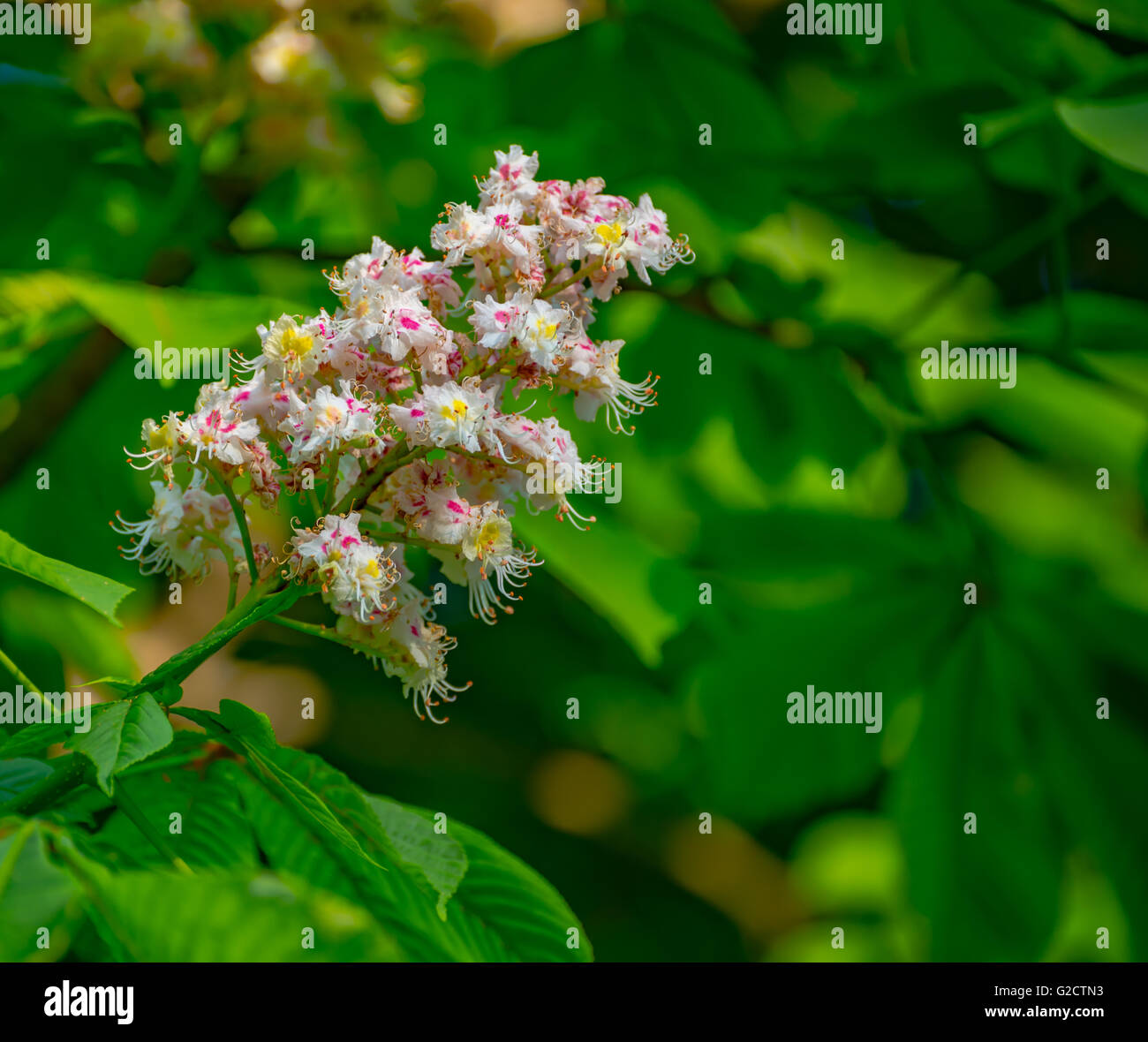 Fleurs de l'arbre en fleurs sur le printemps Banque D'Images