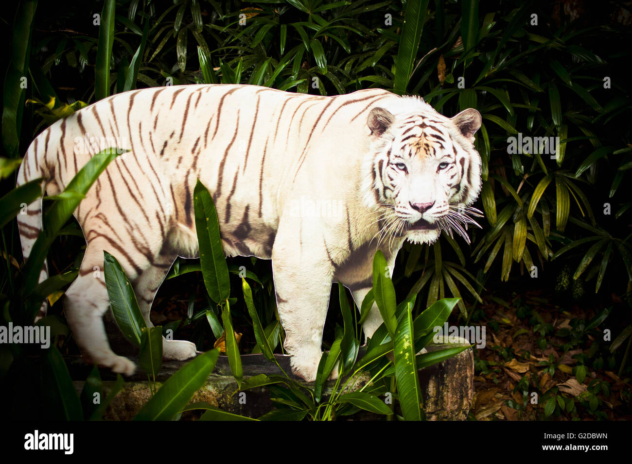 Tigre blanc Dentelle au Zoo de Singapour Banque D'Images