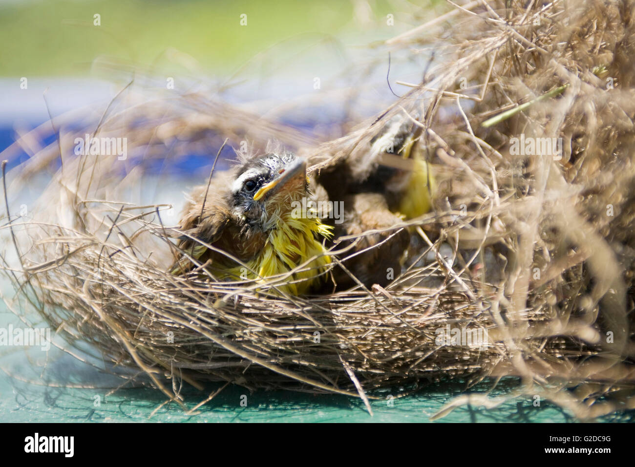 Dans le Nid d'oiseaux bébé Banque D'Images