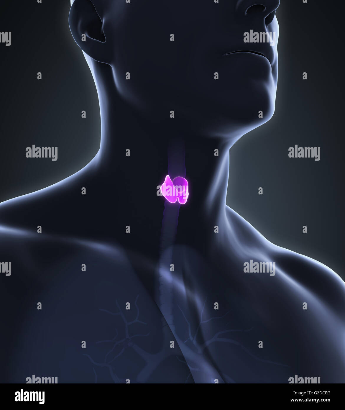 Les droits de l'anatomie de la glande thyroïde Banque D'Images