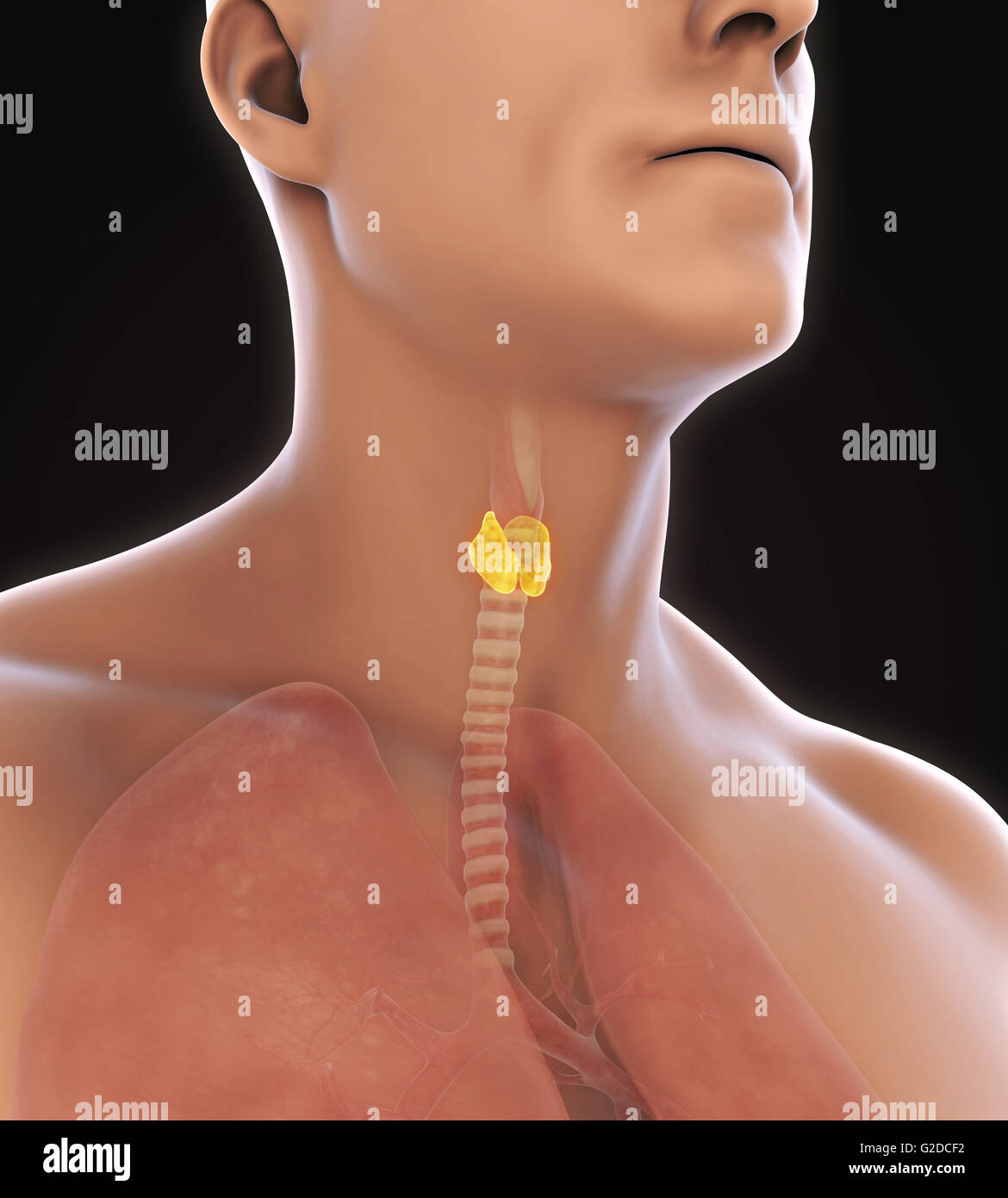Les droits de l'anatomie de la glande thyroïde Banque D'Images