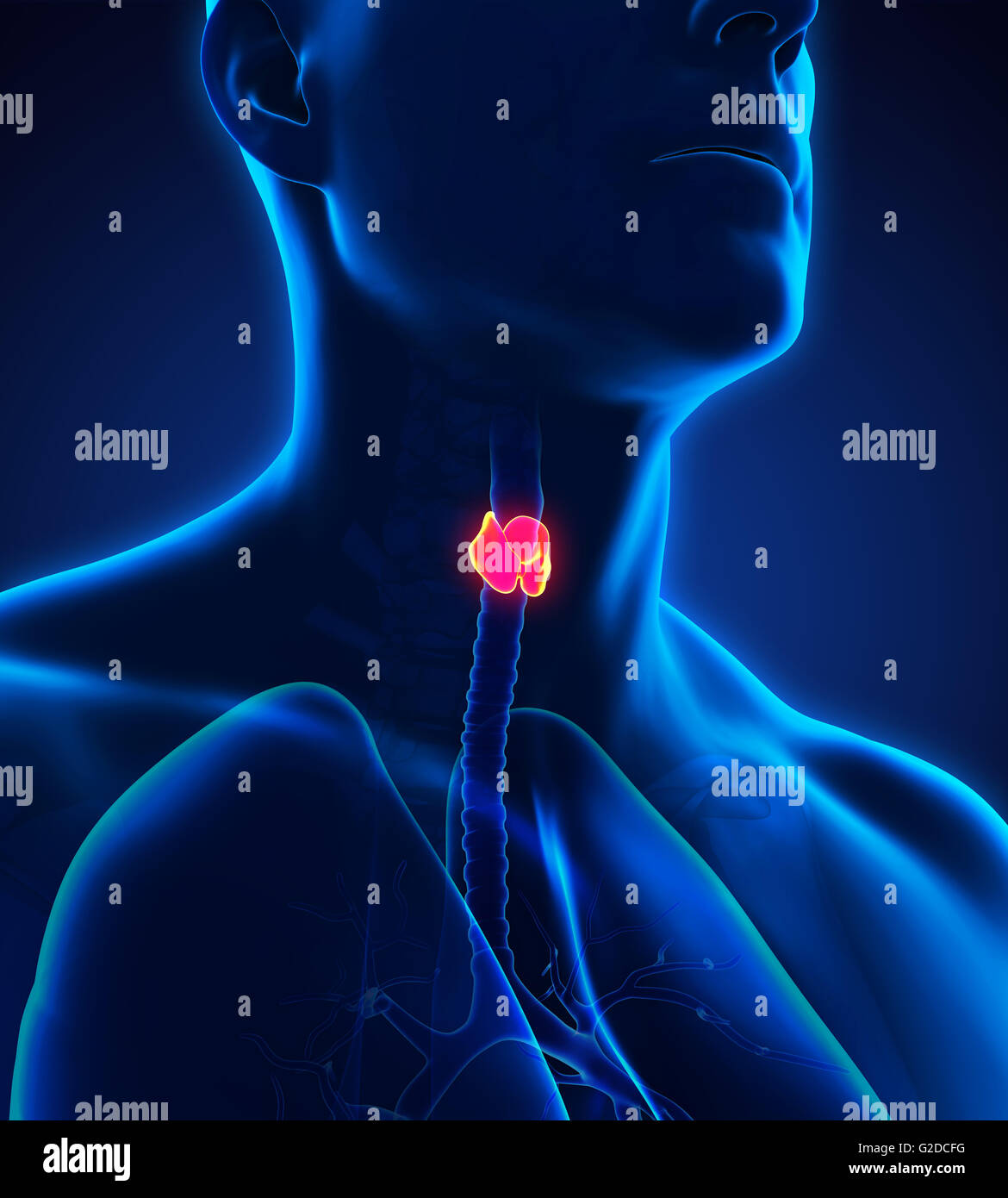 Les droits de l'anatomie de la glande thyroïde Banque D'Images