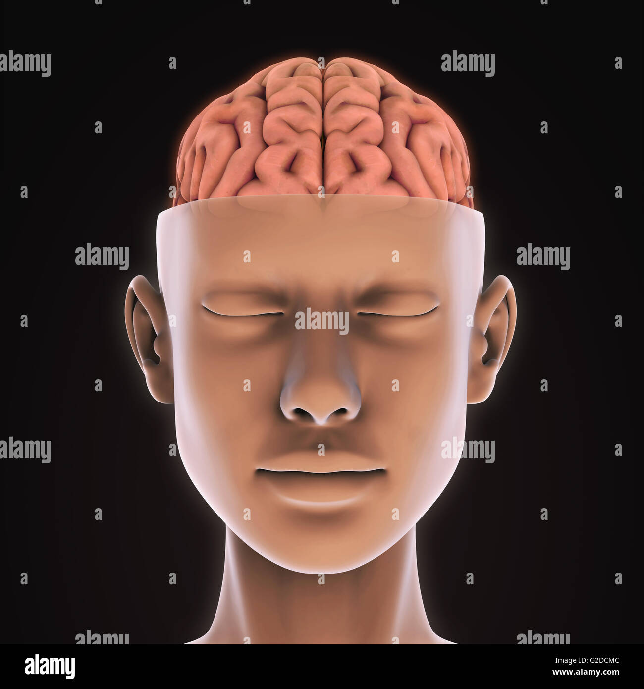 L'anatomie du cerveau humain Banque D'Images