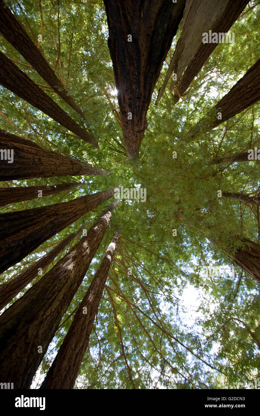 Tall Redwood et feuilles, Low Angle View Banque D'Images