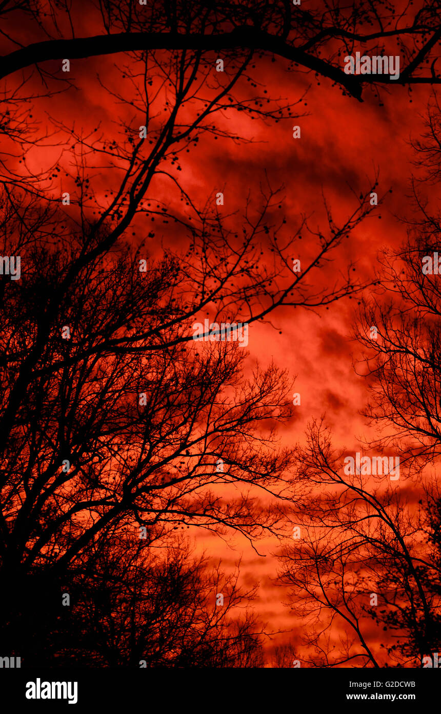 Silhouette de branches d'arbres contre le ciel rouge spectaculaire Banque D'Images