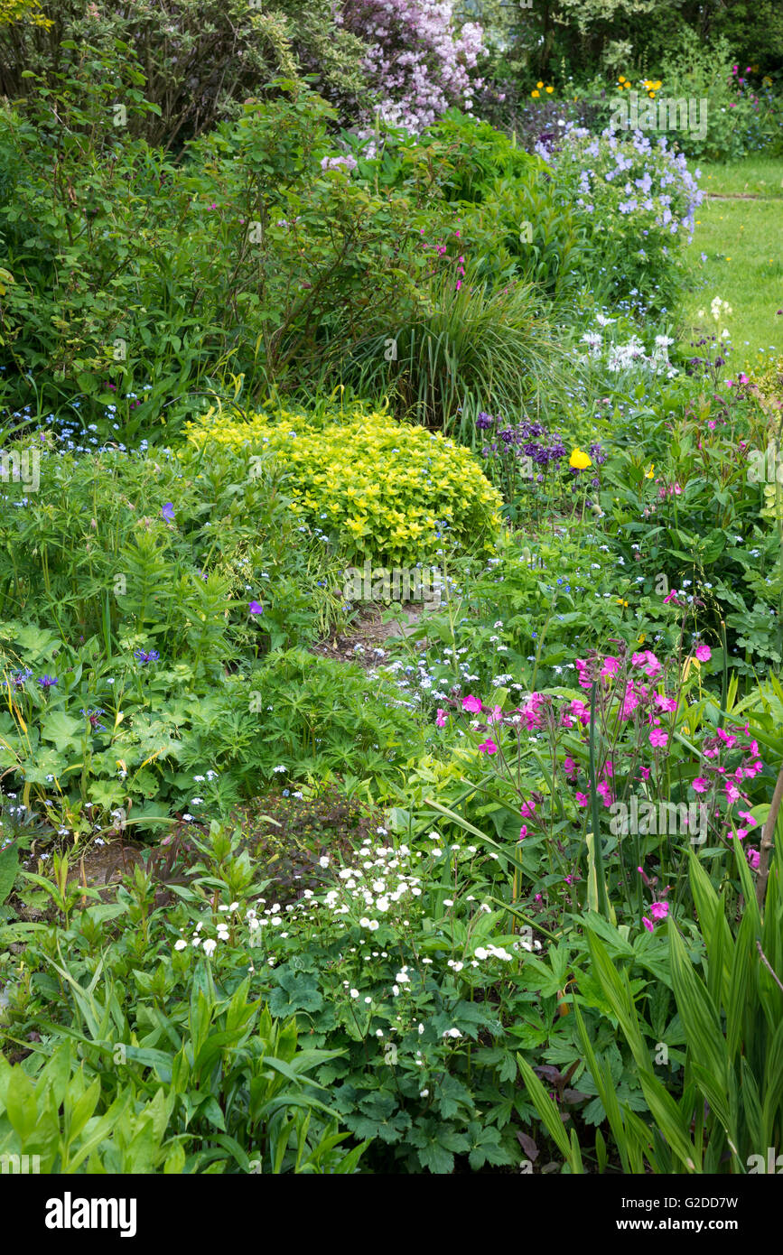 Un cottage anglais jardin à la fin mai avec une abondance de la plantation. informelle Banque D'Images