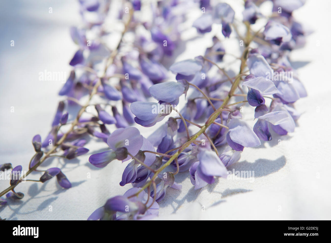 Les fleurs de glycine Banque D'Images