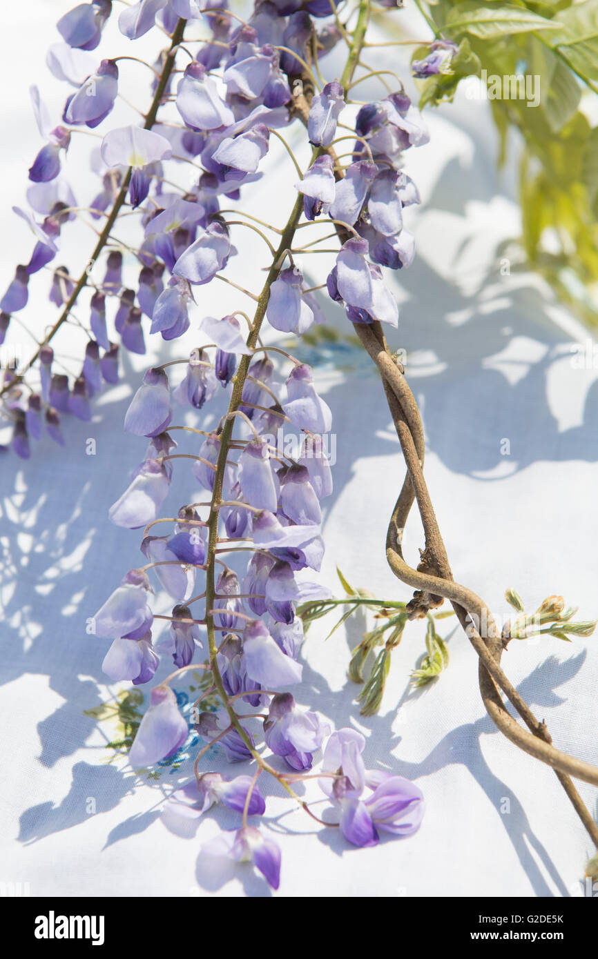 Les fleurs de glycine, Close-Up Banque D'Images