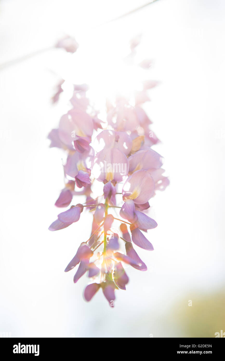 Les fleurs de glycine dans la lumière du soleil Banque D'Images
