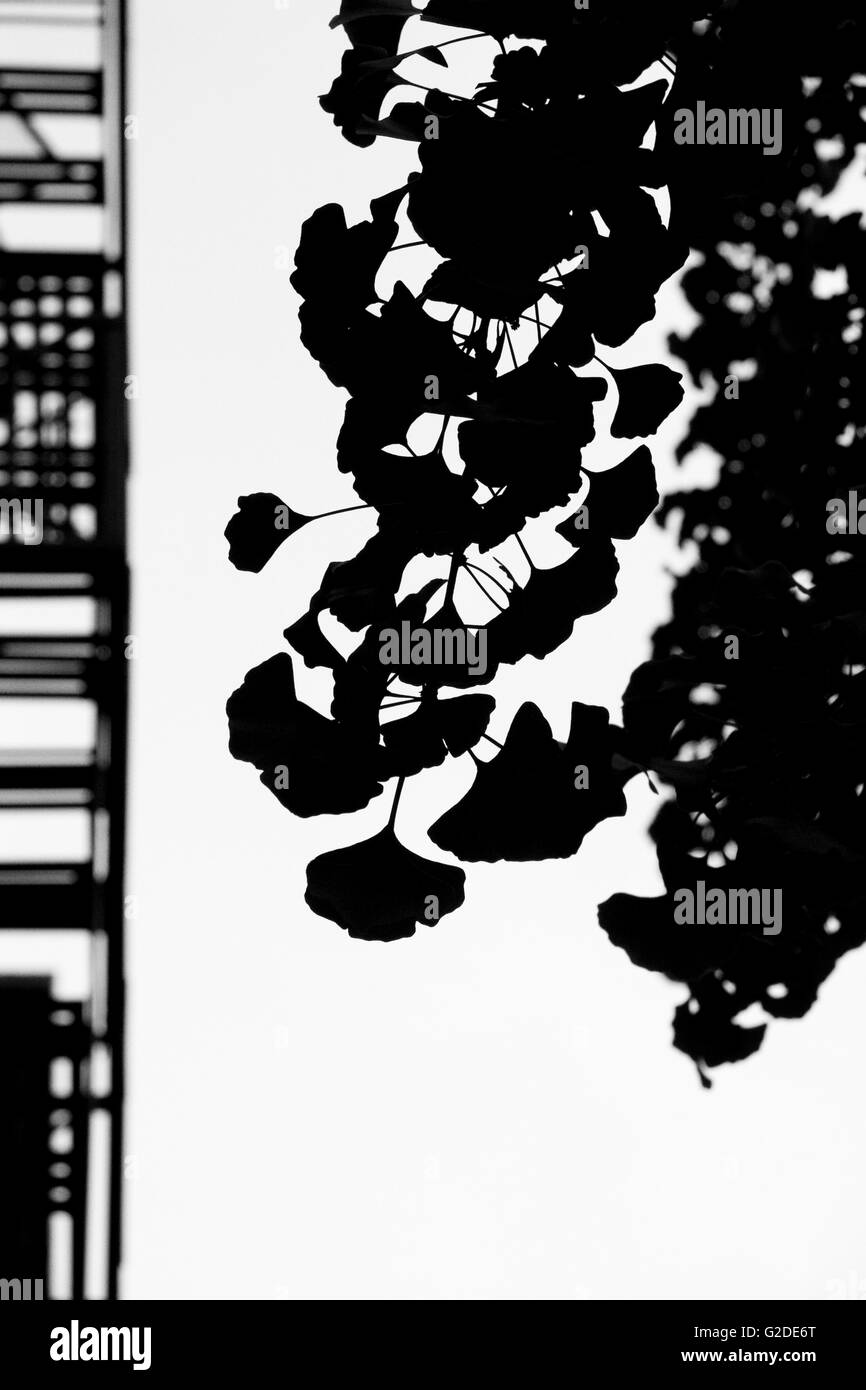 La silhouette des feuilles de ginkgo biloba Banque D'Images