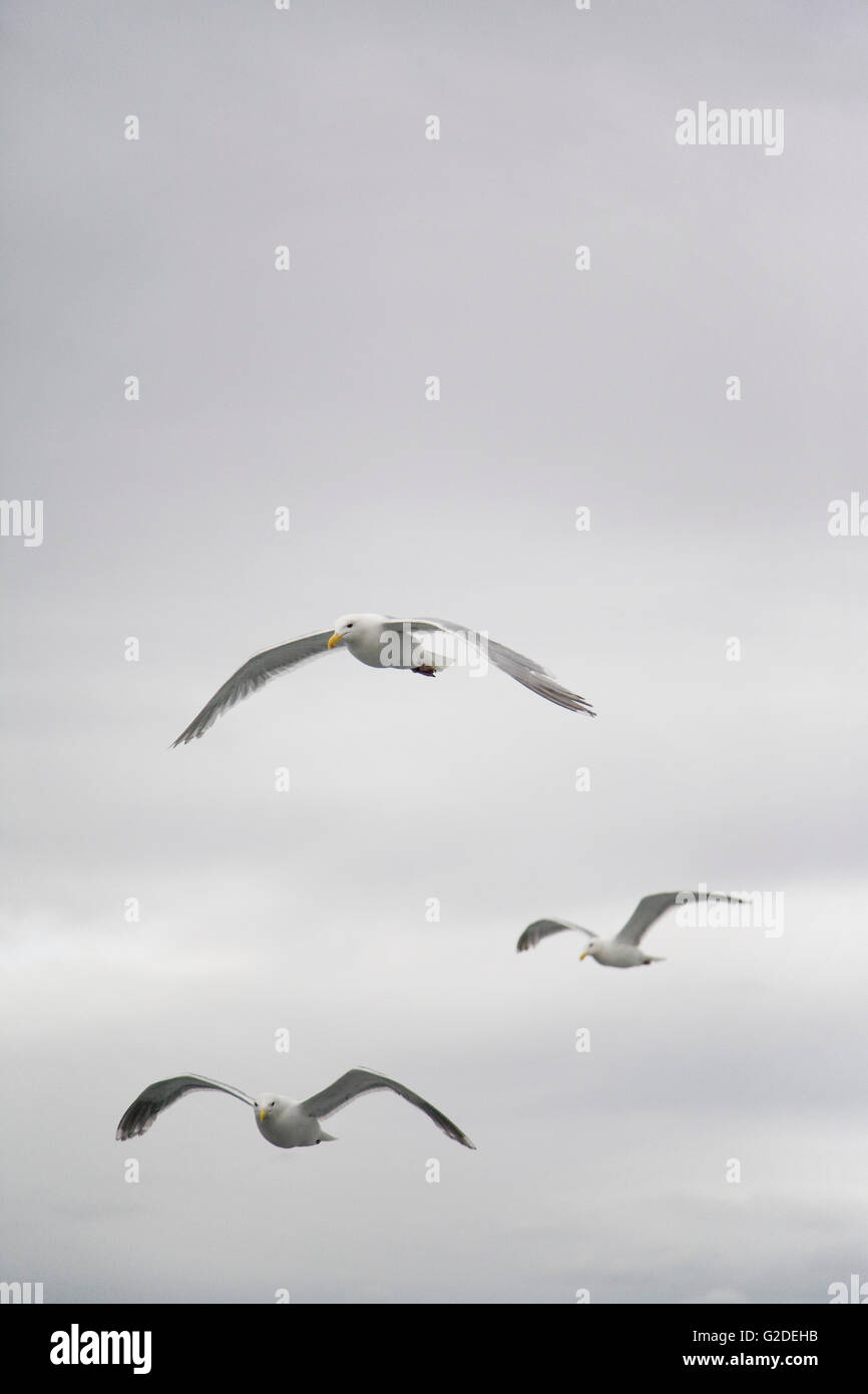 Trois Vol de mouettes Banque D'Images