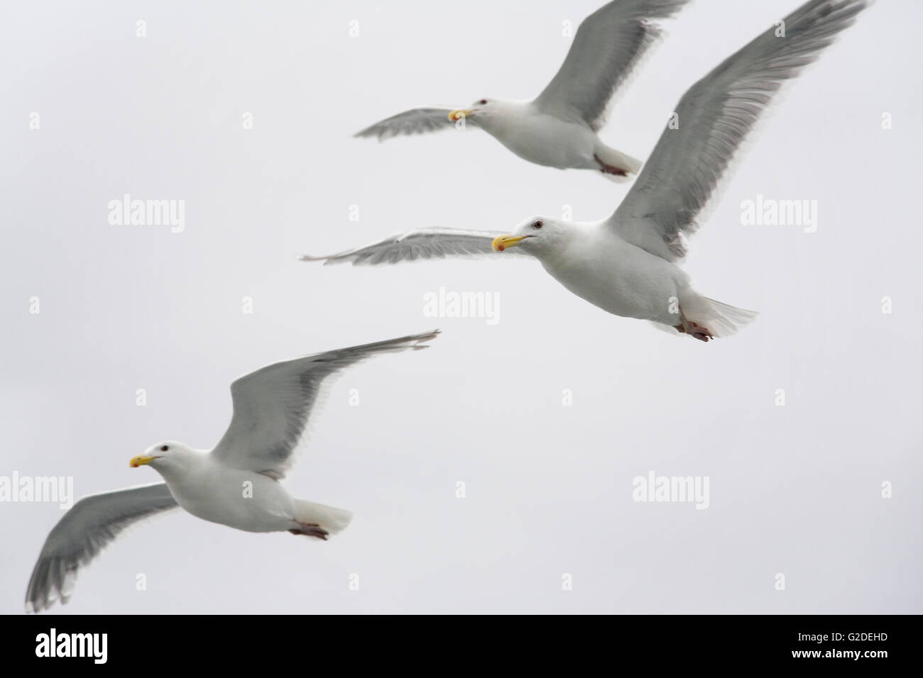 Trois Mouettes Close-up Banque D'Images