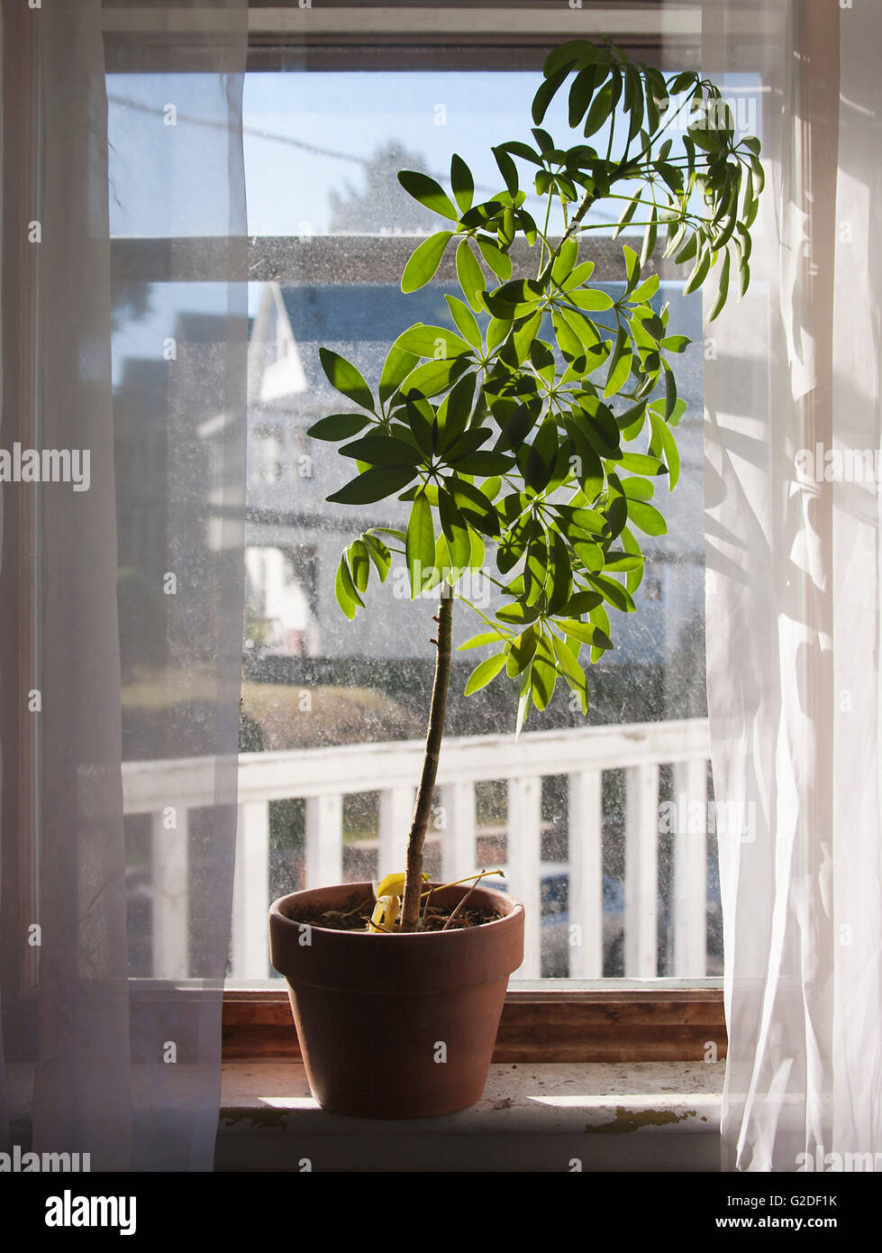 Plante vert foncé dans la fenêtre Banque D'Images