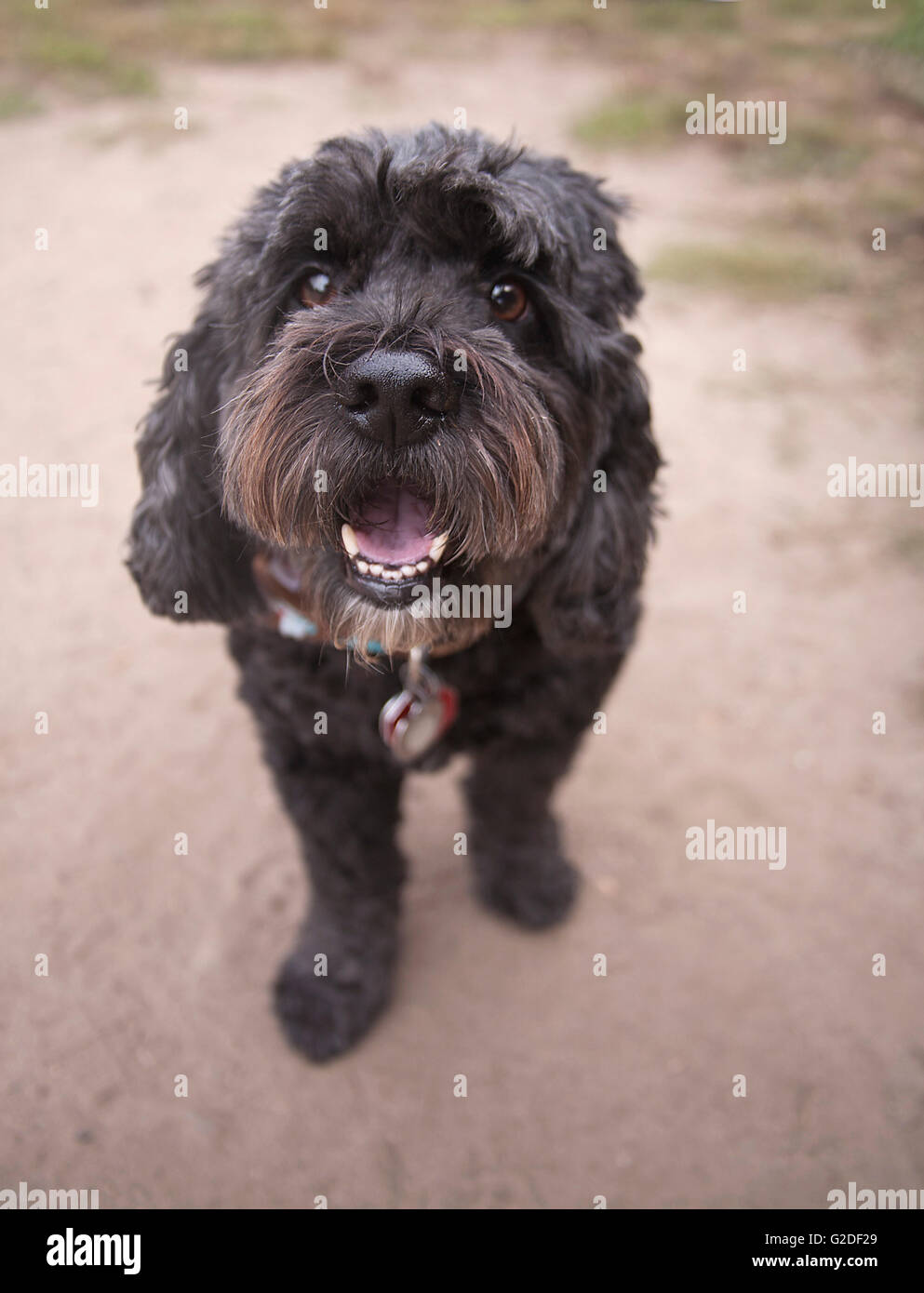 Mini-Schnauzer Chien, Close-Up Banque D'Images