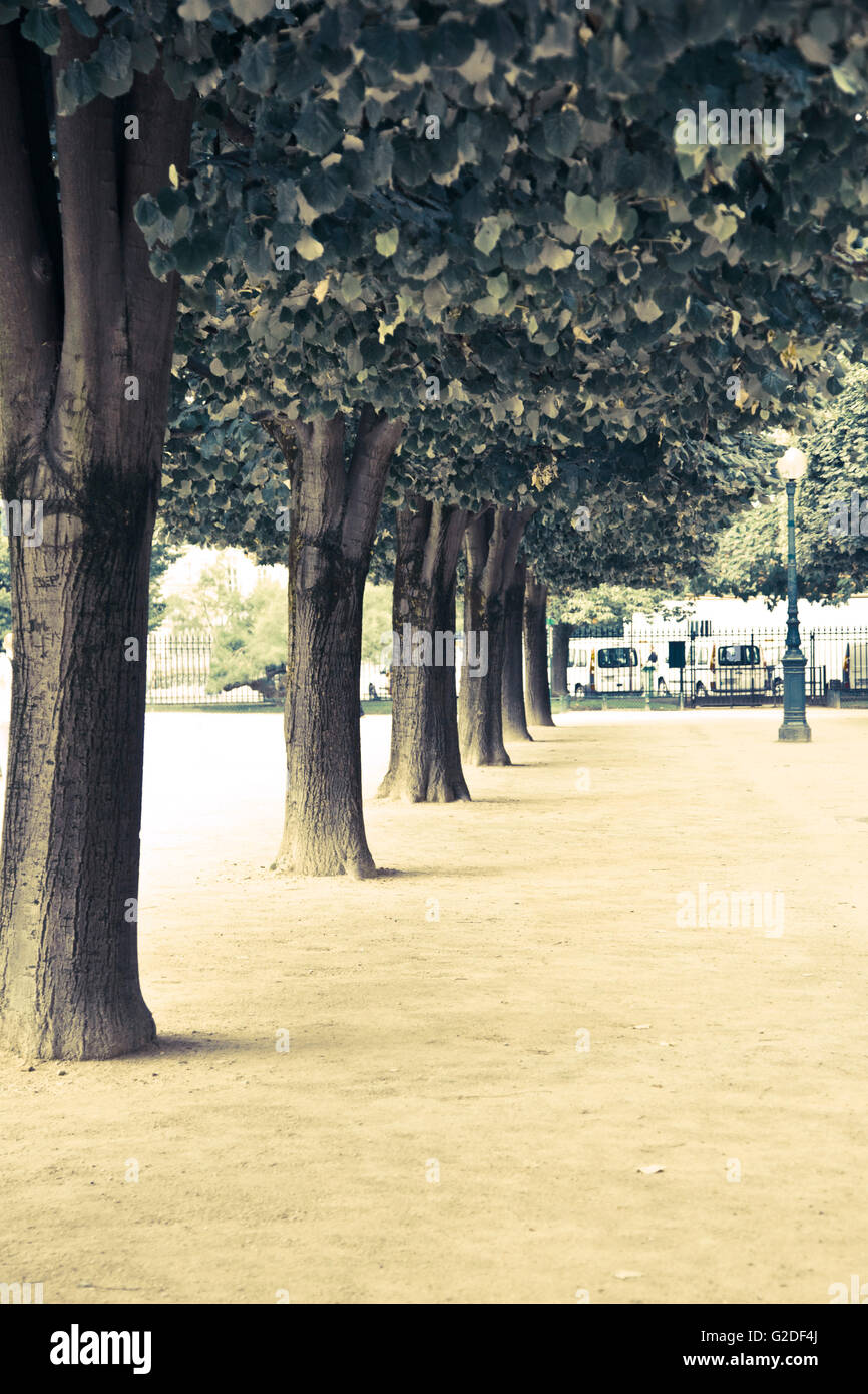 Rangée d'arbres au parc, Paris, France Banque D'Images