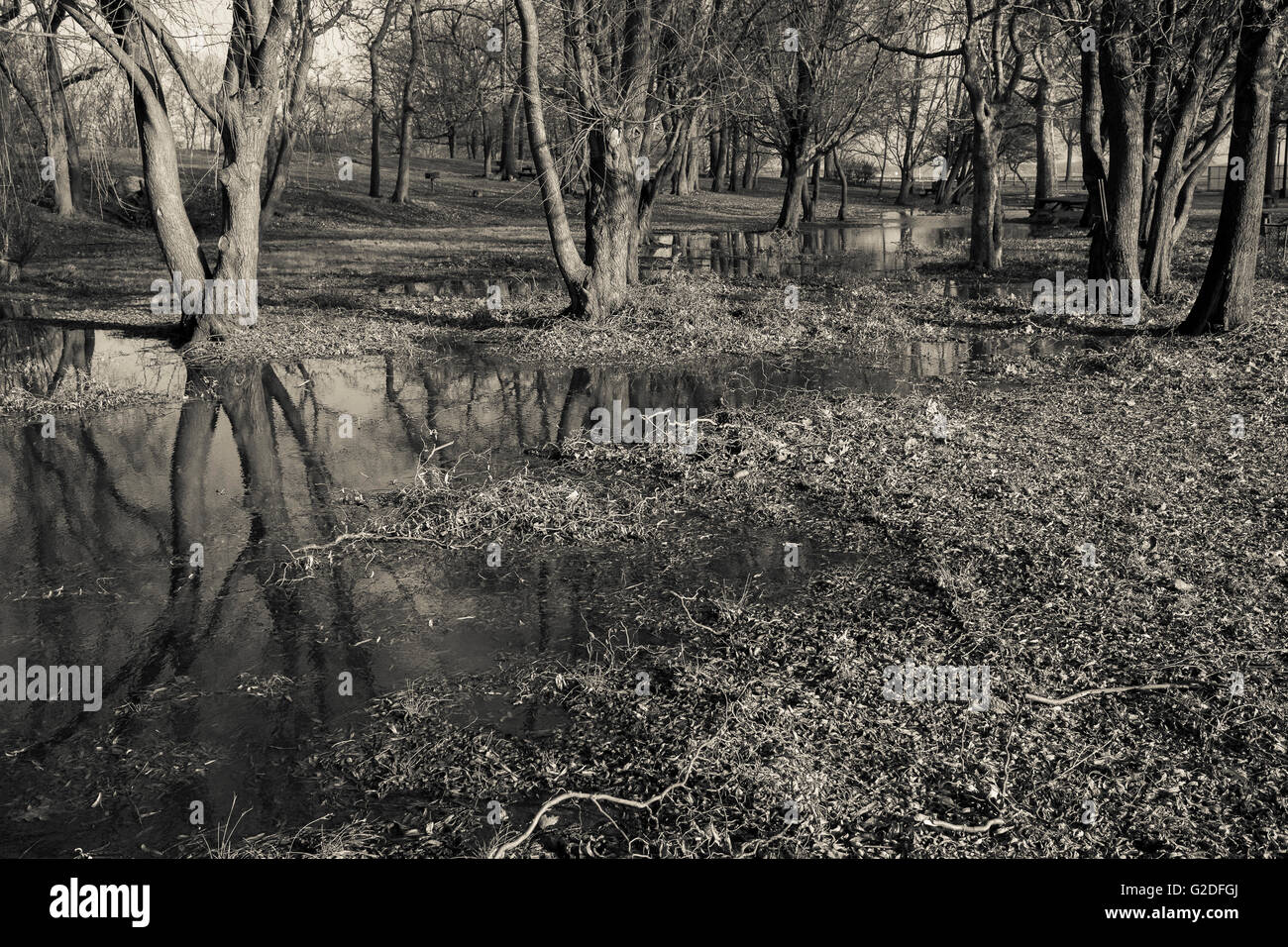 Arbres en terrain inondé, Orchard Beach Park, Bronx, New York City, USA Banque D'Images