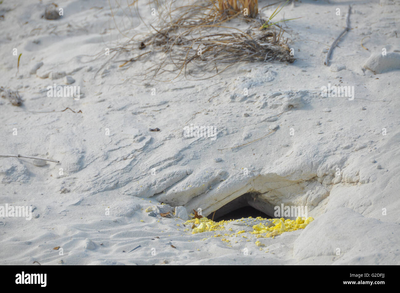 L'Iguana trou dans le sable avec des oeufs à la porte Banque D'Images