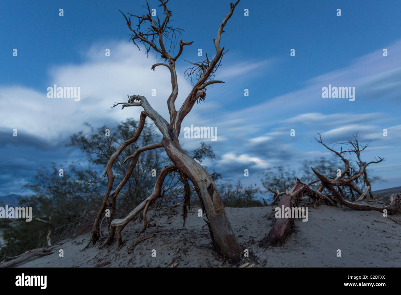 Les arbres morts au coucher du soleil, Mesquite Sand Dunes, Death Valley National Park, California, USA Banque D'Images