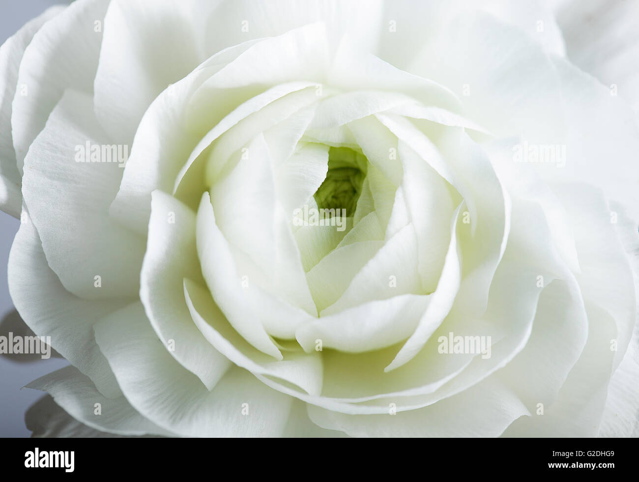 Studio Nature morte avec de belles fleurs Renoncule Persan Banque D'Images