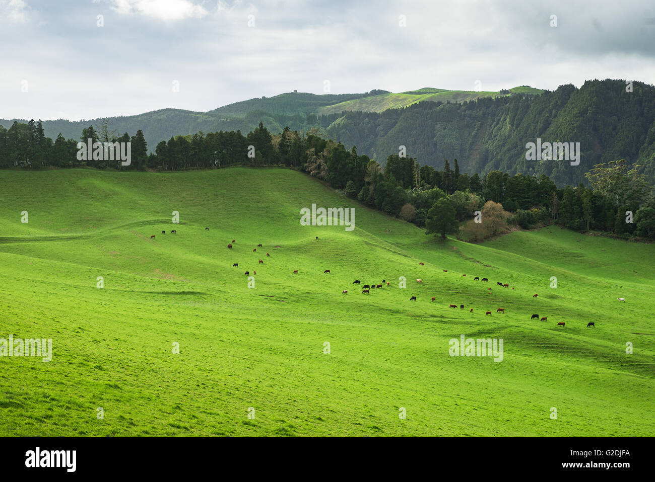 Vert pâturage troupeau de vaches broutant dans meadiw lait vert printemps alpin Açores Banque D'Images