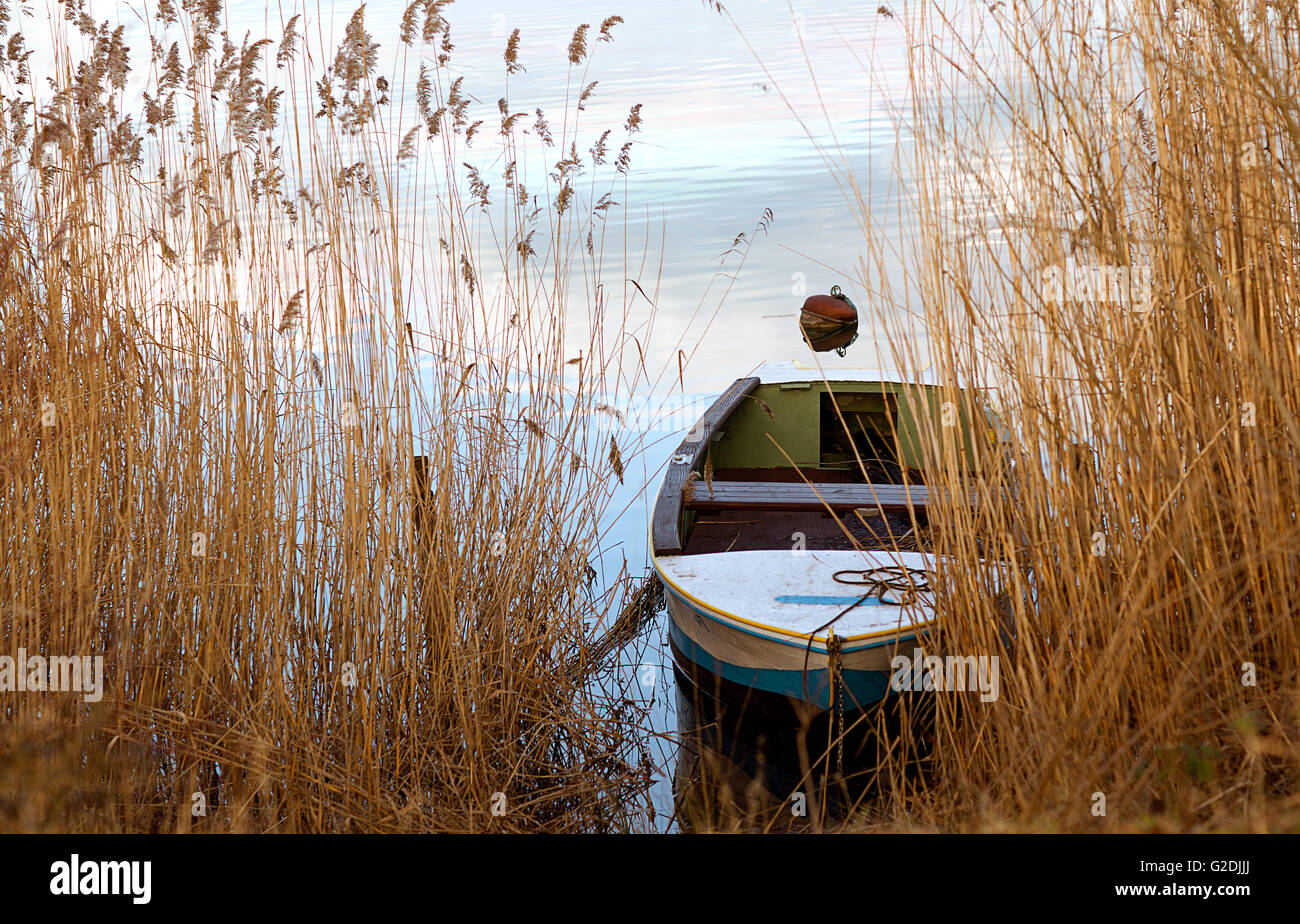 Voir entre de grands roseaux et d'herbes aquatiques pour une petite barque amarrée sur la rive du lac calme dans un miroir Banque D'Images