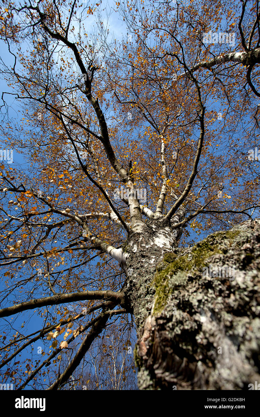 Birke une einem sonnigen Tag im Herbst vor blauem Himmel Banque D'Images