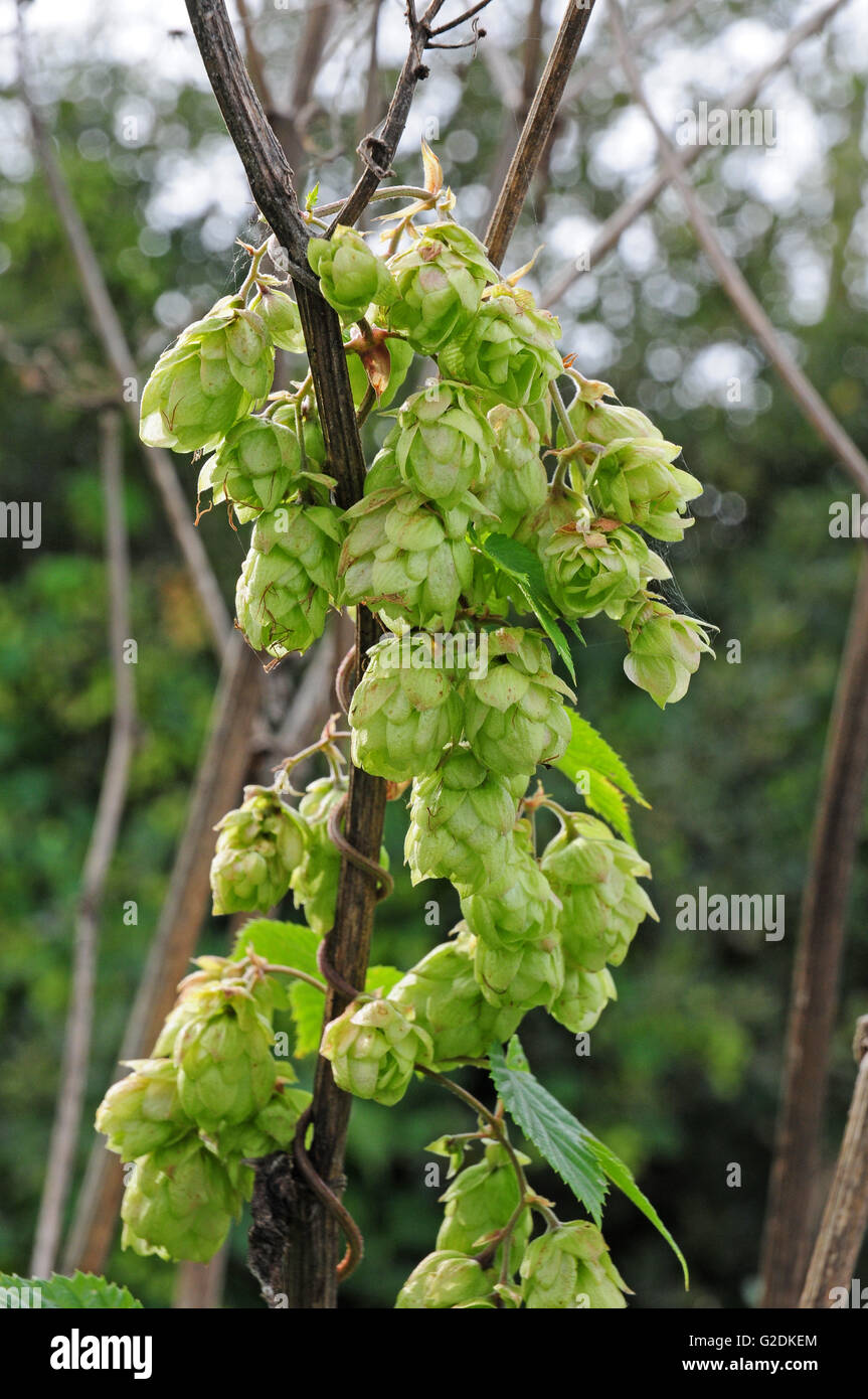 Le houblon sauvage de plus en plus. Banque D'Images