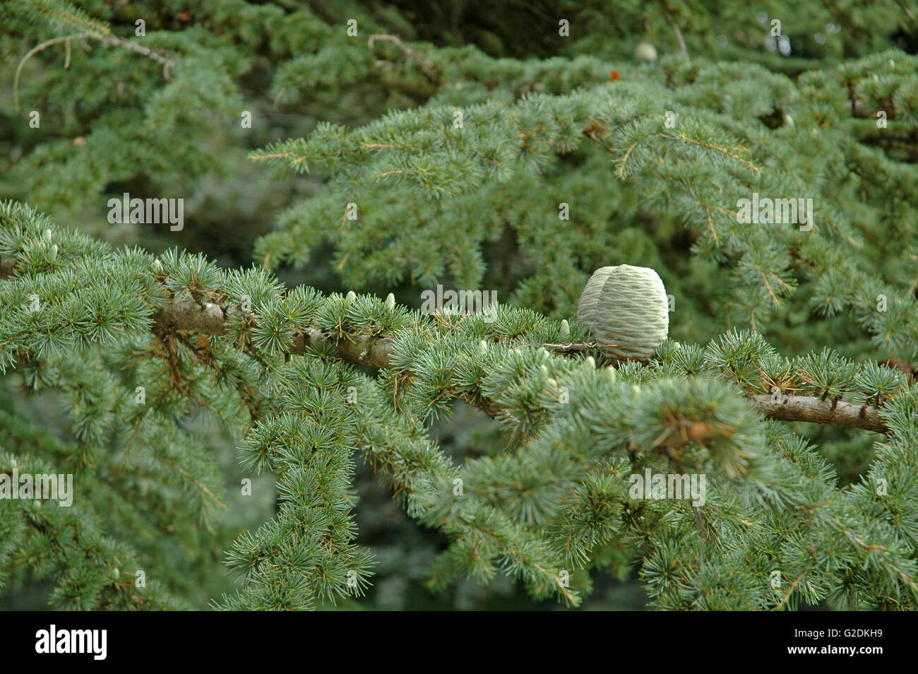 Cônes, feuilles et fleurs mâles du cèdre de l'Atlas, Cedrus atlantica. Banque D'Images